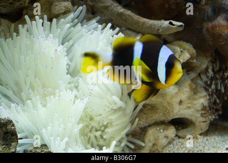 Des poissons clown, Amphiprion clarckii, indo-pacifique les poissons de l'Océan Banque D'Images