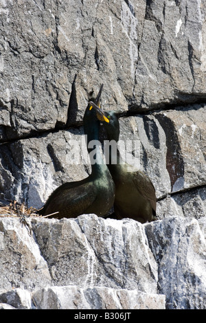 Couple de Shag (Phalacrocorax aristotlis) afficher le comportement d'accouplement à côté de nicher sur des rochers sur l'île de mai au large de la côte de F Banque D'Images