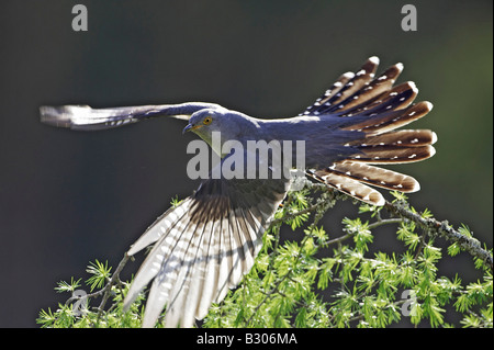 (Cuculus canorus Cuckoo), décollant de mâles adultes Direction générale de mélèze Banque D'Images