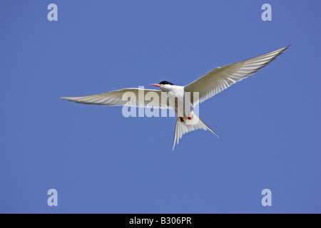 Sterne arctique Flying Banque D'Images