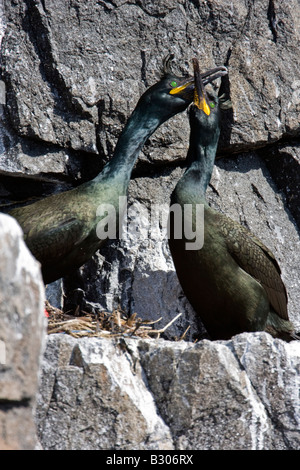 Couple de Shag (Phalacrocorax aristotlis) afficher le comportement d'accouplement à côté de nicher sur des rochers sur l'île de mai au large de la côte de F Banque D'Images