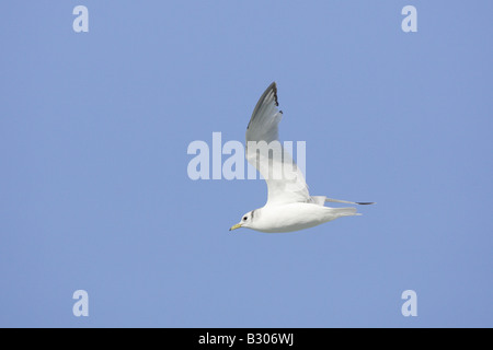 Premier été en vol de Mouette tridactyle juvénile Banque D'Images