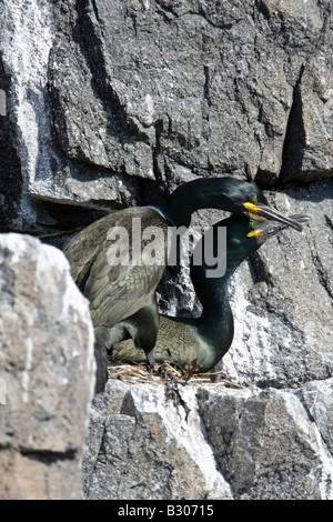 Couple de Shag (Phalacrocorax aristotlis) afficher le comportement d'accouplement à côté de nicher sur des rochers sur l'île de mai au large de la côte de F Banque D'Images