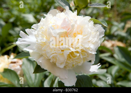 Paeonia lactiflora pivoine chinoise Banque D'Images