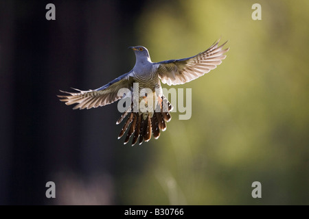 (Cuculus canorus Cuckoo), mâle adulte en vol Banque D'Images