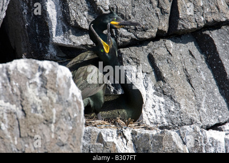 Couple de Shag (Phalacrocorax aristotlis) afficher le comportement d'accouplement à côté de nicher sur des rochers sur l'île de mai au large de la côte de F Banque D'Images