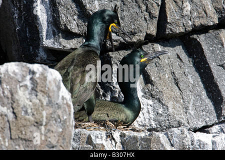 Couple de Shag (Phalacrocorax aristotlis) afficher le comportement d'accouplement à côté de nicher sur des rochers sur l'île de mai au large de la côte de F Banque D'Images