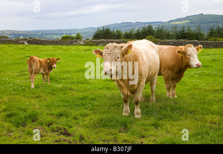 Veau vache et taureau charolais Banque D'Images