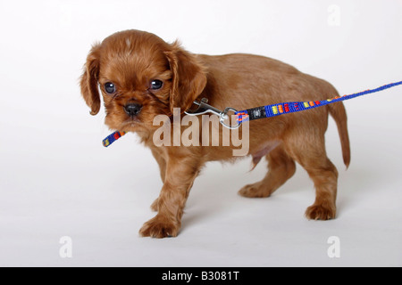 Cavalier King Charles Spaniel puppy ruby 6 semaines en laisse pour la première fois Banque D'Images