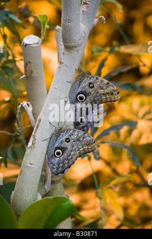 Hibou géant papillons, Victoria Butterfly Gardens, Brentwood Bay, British Columbia, Canada Banque D'Images