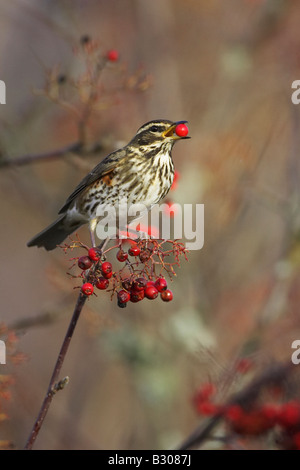 Redwing (Turdus iliacus), adulte se nourrit de Rowan berry Banque D'Images