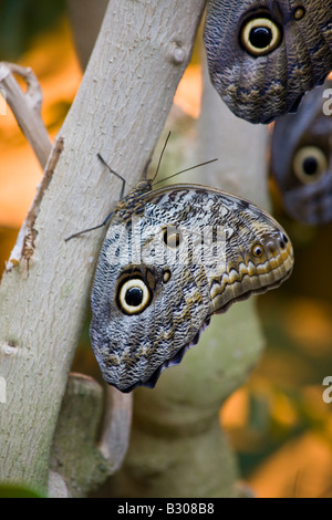 Hibou géant papillons, Victoria Butterfly Gardens, Brentwood Bay, British Columbia, Canada Banque D'Images