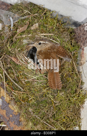 Troglodyte mignon au nid Banque D'Images