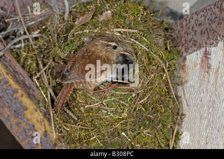 Troglodyte mignon au nid Banque D'Images