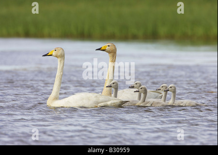 Cygne chanteur (Cygnus cygnus), avec cinq paires adultes cygnets sur lac intérieur Banque D'Images