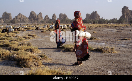 Djibouti, le lac Abbe. Lac Abbe, sur la frontière de Djibouti et l'Éthiopie, est la dernière d'une ligne de lacs alcalins dans lequel la rivière se dissipe. Les pinacles et les clochers à proximité du lac ont été formés il y a des milliers d'années lorsque les gaz volcaniques barboter jusqu'à travers le fond d'un ancien lac qui était de 100 pieds) de plus qu'aujourd'hui. À partir de ces gaz minéraux incrustés, ils passent par le sol, laissant derrière ces créations extraordinaires lorsque les eaux retirées.animaux appartenant à l'afars nomades font paître cette dure, région venteuse. Banque D'Images