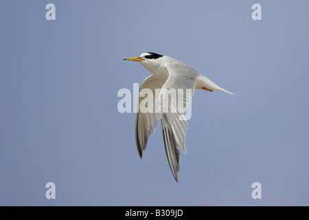 Sterne naine en vol à Minsmere Banque D'Images