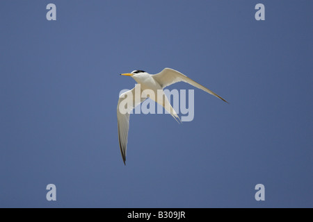 Sterne naine en vol à Minsmere Banque D'Images