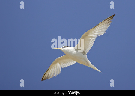 Sterne naine en vol à Minsmere Banque D'Images