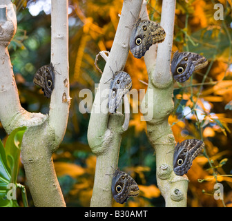 Hibou géant papillons, Victoria Butterfly Gardens, Brentwood Bay, British Columbia, Canada Banque D'Images