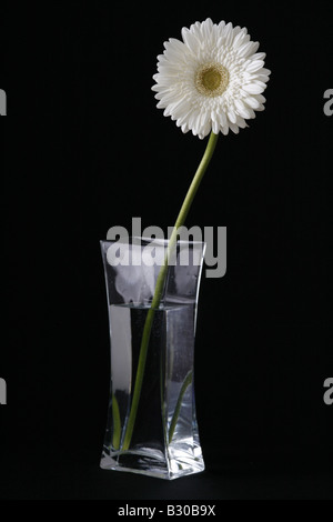 Gerbera blanc fleur dans un vase en verre sur un fond noir Banque D'Images