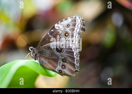 Papillon hibou géant, Victoria Butterfly Gardens, Brentwood Bay, British Columbia, Canada Banque D'Images
