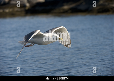 Goéland argenté (Larus argentatus), en vol Banque D'Images