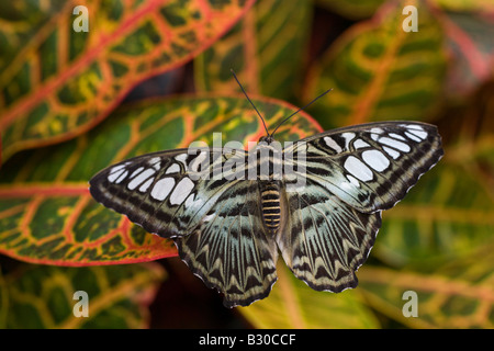 Clipper papillon sur feuille, Victoria Butterfly Gardens, Brentwood Bay, British Columbia, Canada Banque D'Images