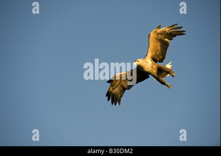 À queue blanche (Haliaetus albicilla), les adultes en vol Banque D'Images