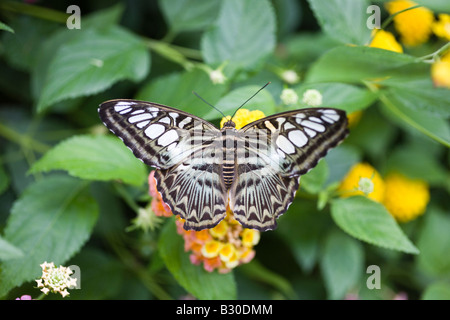 Clipper butterfly on flower, Victoria Butterfly Gardens, Brentwood Bay, British Columbia, Canada Banque D'Images