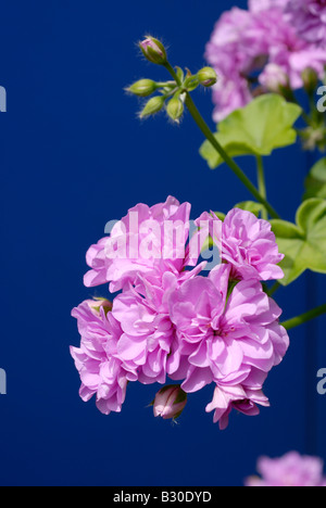 Géraniums géraniums rose et le fond bleu, les plantes de la famille des Géraniacées fleurs jardin jardinage patio Banque D'Images