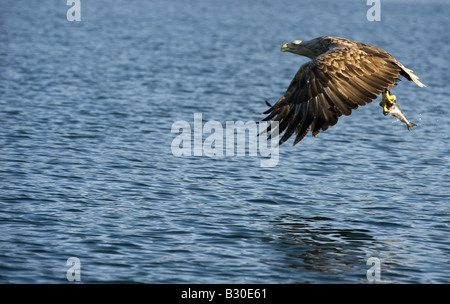 À queue blanche (Haliaetus albicilla), avec des poissons adultes Banque D'Images