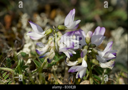 Astragale alpin (Astragalus alpinus), fleurs Banque D'Images