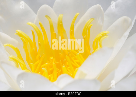 Nénuphar Blanc Nymphaea alba L. Banque D'Images