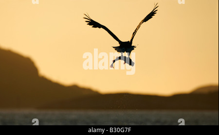 À queue blanche (Haliaeetus albicilla) découpé en vol au coucher du soleil transport du poisson Banque D'Images