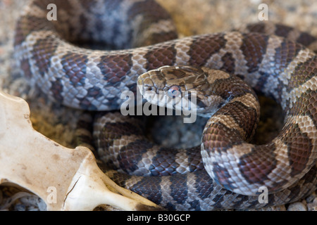 Reptile snake serpent de sang-froid Banque D'Images