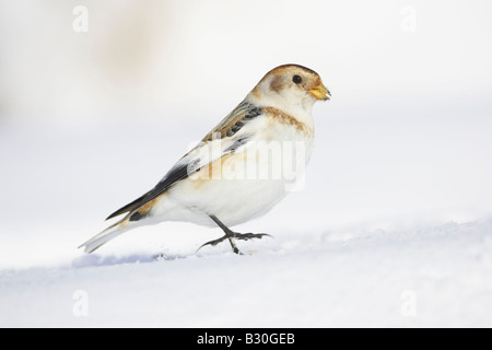 Bruant des neiges (Plectrophenax nivalis), femelle sur la neige Banque D'Images