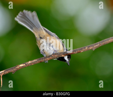 Carolina Chickadee, Poecile carolinensis, perchée sur une branche. Vue du dessous de l'oiseau. Oklahoma City, Oklahoma, États-Unis. Banque D'Images