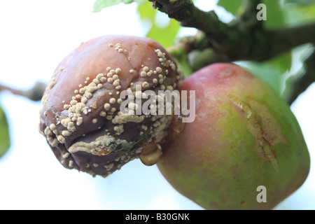 Pourriture brune Sclerotina fructigena SUR PRUNIER Banque D'Images