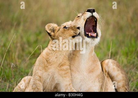 Lion cub nuzzling mère (Panthera leo) Banque D'Images