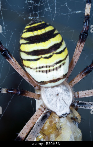 Spider Argiope bruennichi (WASP) sauterelle de l'alimentation Banque D'Images