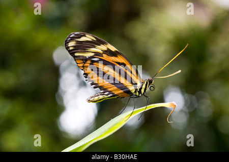 Heliconius ismenius Longwing tigre papillon sur tige, Victoria Butterfly Gardens, Brentwood Bay, British Columbia, Canada Banque D'Images