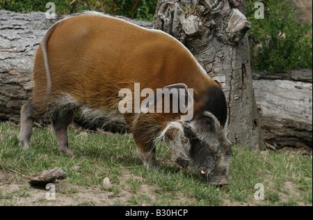 Porcs La Rivière Rouge aka African Potamochère (Potomochoerus Porcus) Banque D'Images