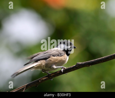 Carolina Chickadee, Poecile carolinensis, perchée sur une branche. Profil. Oklahoma City, Oklahoma, États-Unis. Banque D'Images