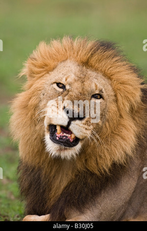 La crinière sombre male lion (Panthera leo) Le bâillement cross eyed Banque D'Images