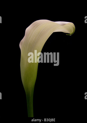 Seul Zantedeschia Blanc sur noir Bacground Banque D'Images