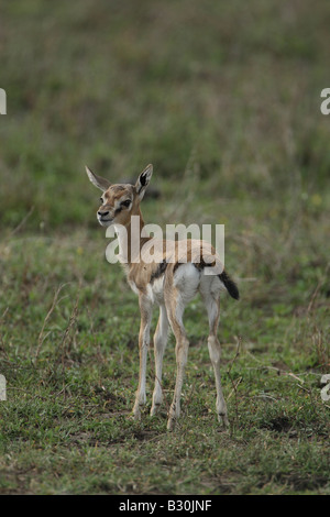 La gazelle de Thomson Banque D'Images