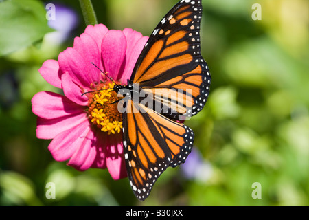 Papillon monarque sur zenia rose Banque D'Images