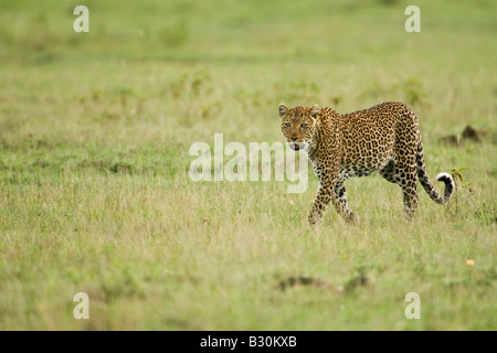 Leopard (Panthera pardus) Banque D'Images