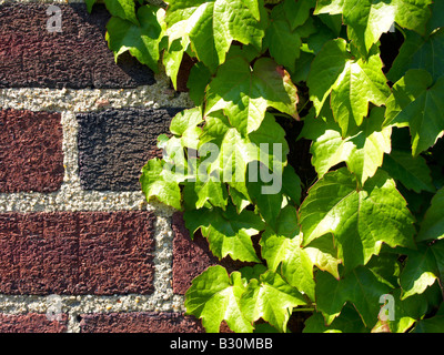 Lierre sur mur brique close up Banque D'Images